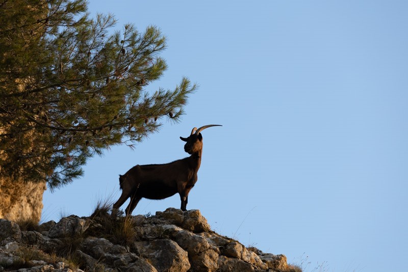 Photo d'une chèvre dans la Montagnette